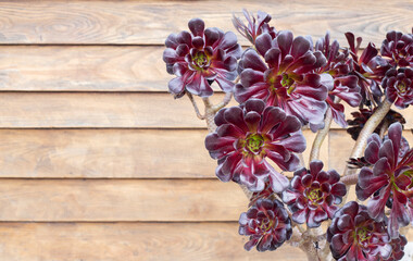 aeonium arboreum purple on a wooden background, horizontal photograph. selective focus. copy space. space for text. event invitation. wedding celebration.