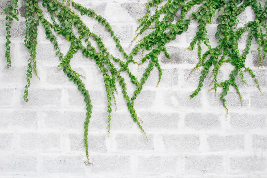ivy leaves on a white wall background