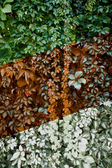 Creative flat lay concept of changing seasons on the fresh leaves. Summer, Autumn, Winter background...