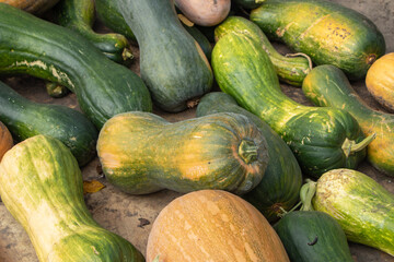 Pumpkin Cucurbita pepo in vegetable garden