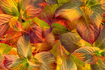 Background of colored autumnal hydrangea leaves. Bright autumn background. Close up. Top view.