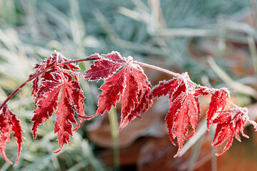 Leaves of japanese maple covered with hoarfrost after the first morning frost. Colorful autumn background. Close up.