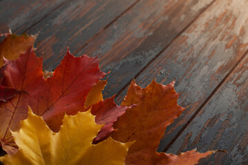 Autumn leaves on rustic wooden table banner. Maple leaf. Flat lay, top view, copy space. Autumn concept.