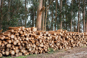 pile of cut eucalyptus globulus wood next to a eucalyptus globulus forest.