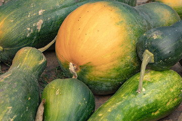 Pumpkin Cucurbita pepo in vegetable garden
