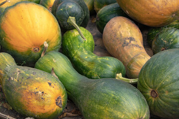 Pumpkin Cucurbita pepo in vegetable garden
