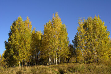 Fototapeta premium trees on the hill on an autumn morning