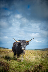 Exmoor Highland Cow