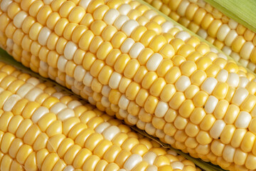 Sweet corn ears background. Close - up photo
