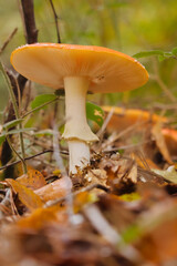 Orange mushroom on the forest floor in Germany.