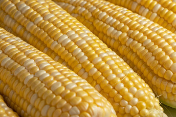 Sweet corn ears background. Close - up photo