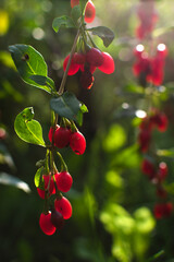 Jagody goji © mysza_fotografia