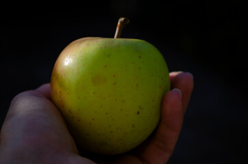 View of a plucked ripe yellow apple in a woman's hand against a blurred background of the garden.