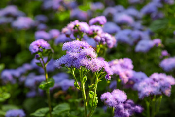 flowers in the garden
