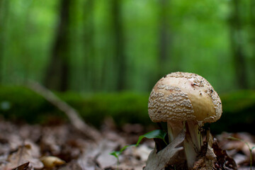 Muchomor © mysza_fotografia