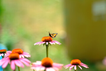 butterfly sits on a flower in the garden