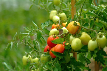 unripe tomatoes on a bed in the village