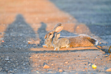 rabbit, bunny, animal, mammal, wild, hare, grass, fur, ears, brown, nature, wildlife, easter, baby, cottontail, rabbits, animals, rodent, cute, field, spring, hunting, pet, mammals, sitting