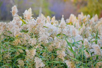 reeds, plants, grass, green, flute, reed beds, arrow, pipe