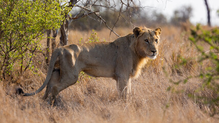 Naklejka premium young lion in golden light