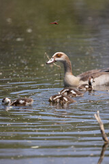 Egyptian geese- adult and babies