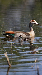 Egyptian geese- adult and babies