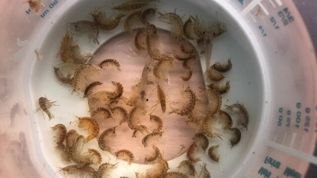 Viele marine Flohkrebse in einem Becher.