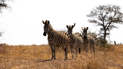three zebras in the wild