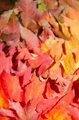 Selective focus on texture of red, orange, burgundy leaves. Autumn multicolored maple leaves background. Fallen autumn leaves with copy space. Color gradient surface of foliage.