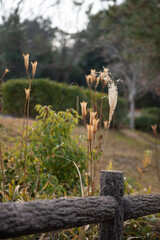Dry pampas grass behind a fence. Tress in the background.