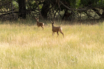 Naklejka na ściany i meble deers on the road Scenic Byway in Capitol Reef National Park in United States of America