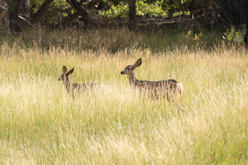 deers on the road Scenic Byway in Capitol Reef National Park in United States of America