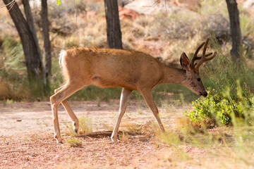 Obraz premium deers on the road Scenic Byway in Capitol Reef National Park in United States of America
