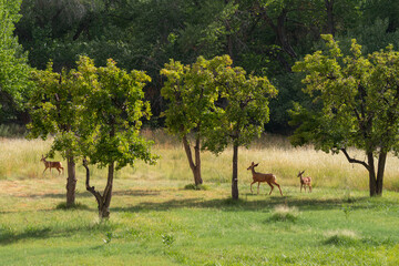 deers on the road Scenic Byway in Capitol Reef National Park in United States of America