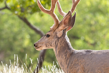 deers on the road Scenic Byway in Capitol Reef National Park in United States of America