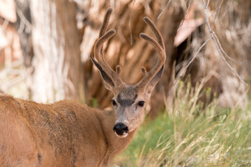deers on the road Scenic Byway in Capitol Reef National Park in United States of America