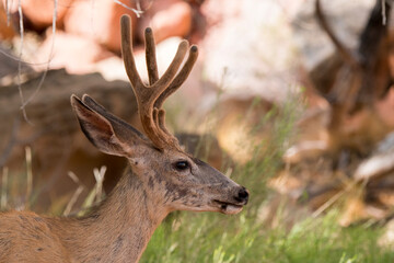 deers on the road Scenic Byway in Capitol Reef National Park in United States of America