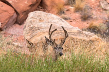 deers on the road Scenic Byway in Capitol Reef National Park in United States of America