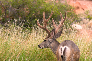 deers on the road Scenic Byway in Capitol Reef National Park in United States of America