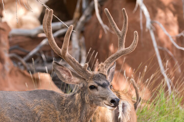 deers on the road Scenic Byway in Capitol Reef National Park in United States of America