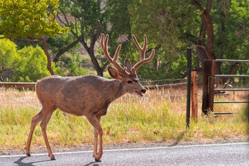 deers on the road Scenic Byway in Capitol Reef National Park in United States of America