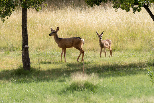 deers on the road Scenic Byway in Capitol Reef National Park in United States of America