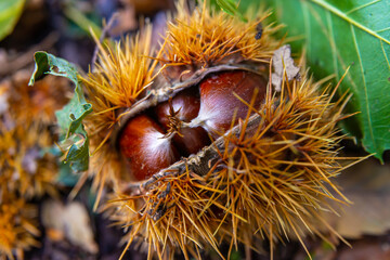 Ripe chestnuts, still in their hedgehog, just fallen from the tree.
