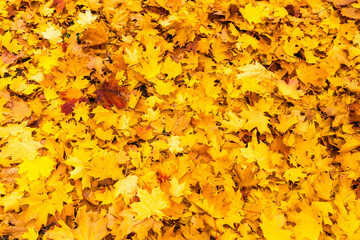 Fallen yellow leaves on the ground