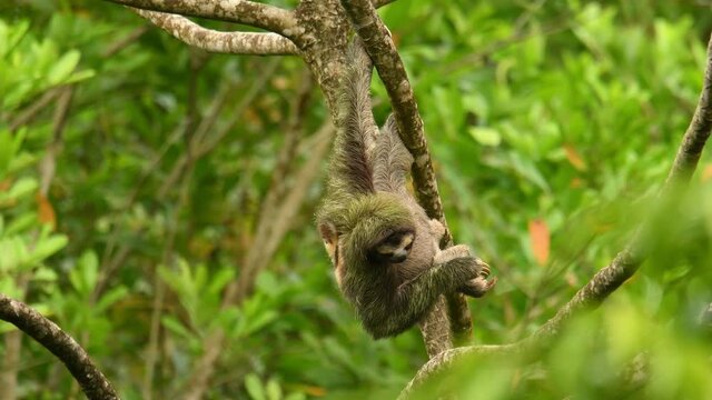 Brown-throated sloth - Bradypus variegatus species of three-toed sloth found in the Neotropical realm of Central and South America, hanging mammal found in the forests of South and Central America. 