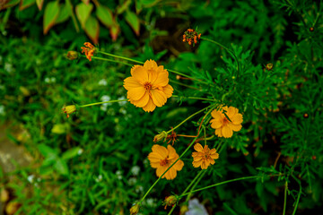 Цветы разные. Бархатцы, розы, космея, подсолнух