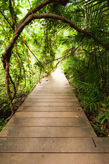 Obraz premium natural tree surrounding wood path in forest