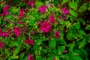 Цветы разные. Бархатцы, розы, космея, подсолнух