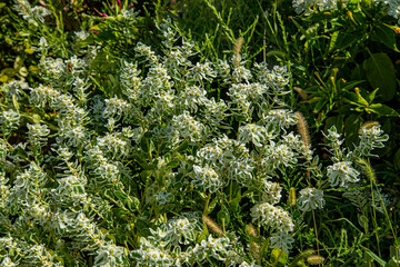 Цветы разные. Бархатцы, розы, космея, подсолнух