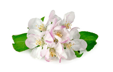 Apple flowers isolated on a white background
